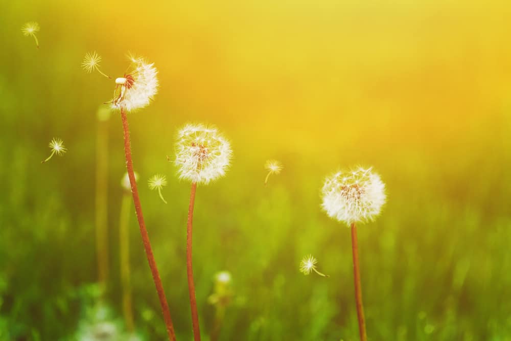 Top Ten Questions to Ask Your ENT Before Allergy Season